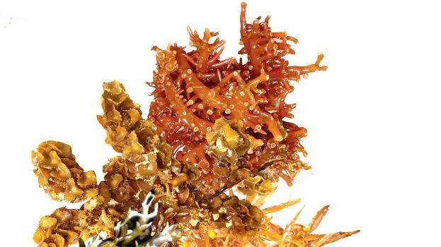 seaweed