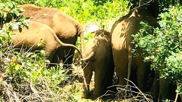 wild-elephant wild-elephant