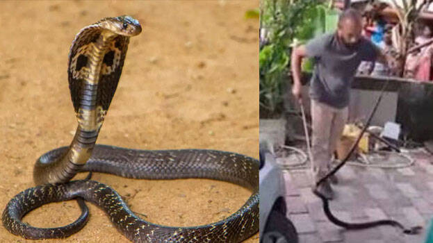 king-cobra king-cobra