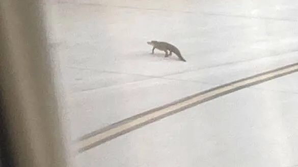 alligator