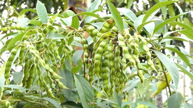 agriculture agriculture