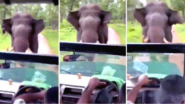 elephant-attack elephant-attack