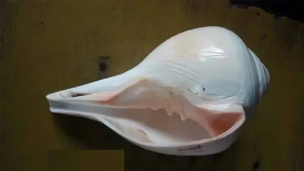 conch