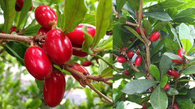 miracle-fruit miracle-fruit