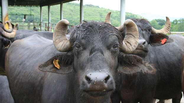 buffalo buffalo