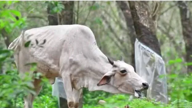 cow