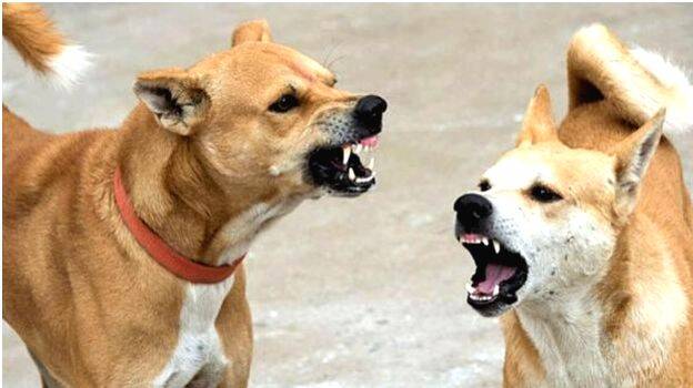 stray-dogs stray-dogs