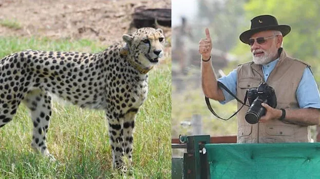 modi-cheetah-