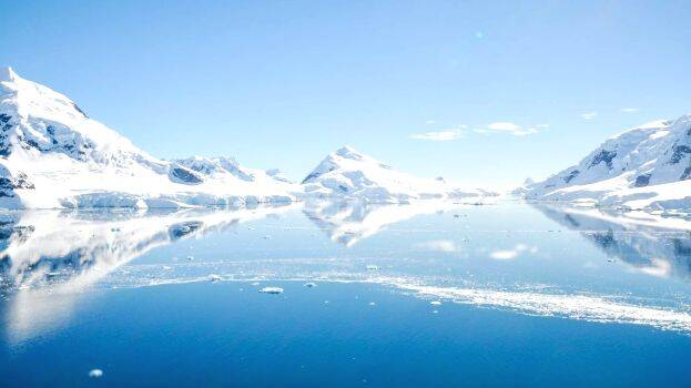 antarctica antarctica
