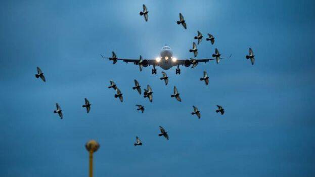 fighter-jet fighter-jet