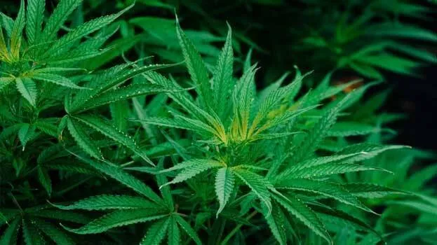 hemp