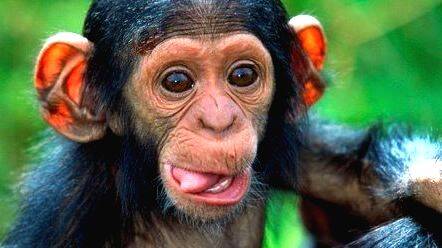 chimp chimp