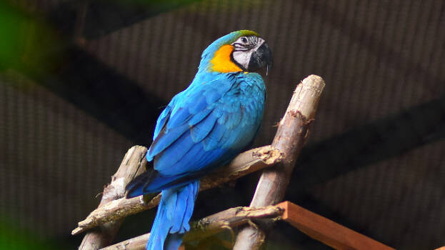 macaw-parrot