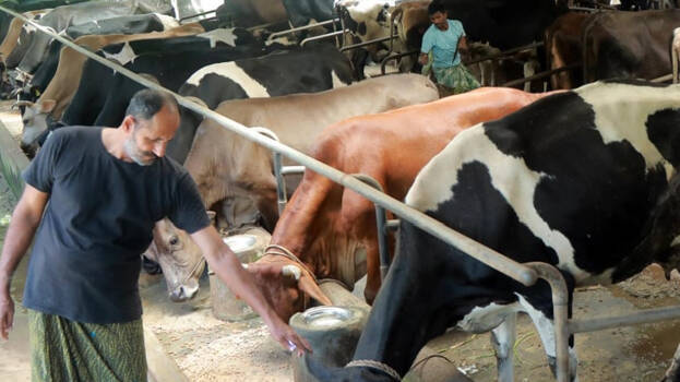 cow-farming-