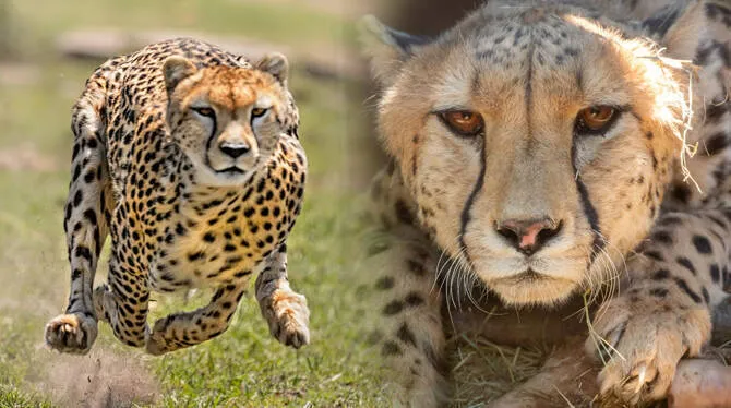 cheetah