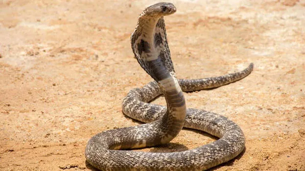 snake