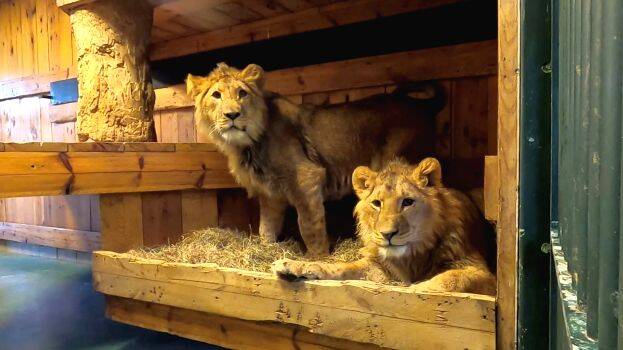 lions-evacuated-from-ukra