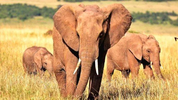 elephant