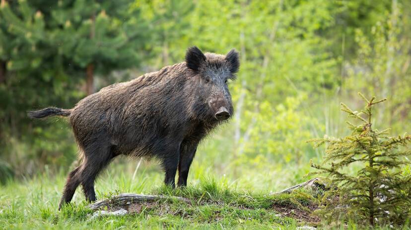 wild-boar wild-boar