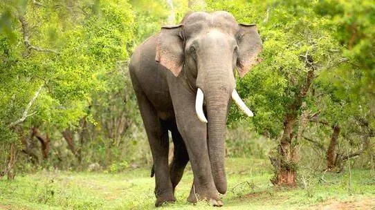 elephant