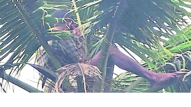 coconut-man coconut-man