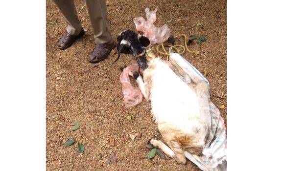 dogattack- dogattack-