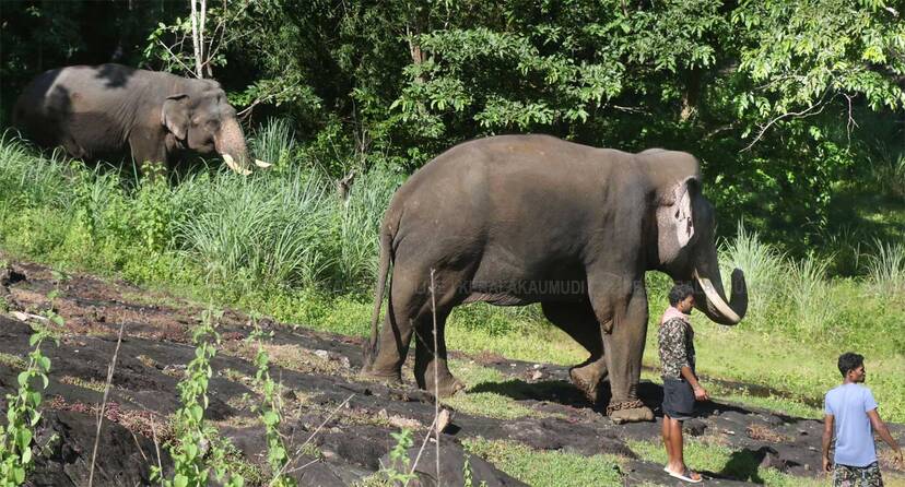 kumki-elephant kumki-elephant