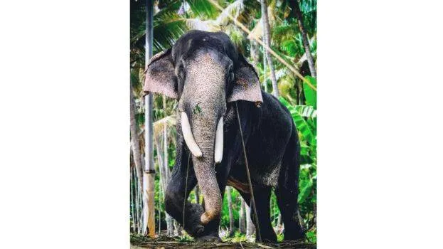 vishnusankar
