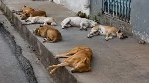 street-dogs