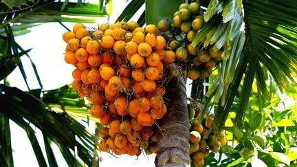 areca-nut