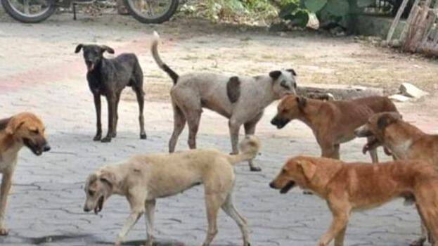 street-dogs street-dogs