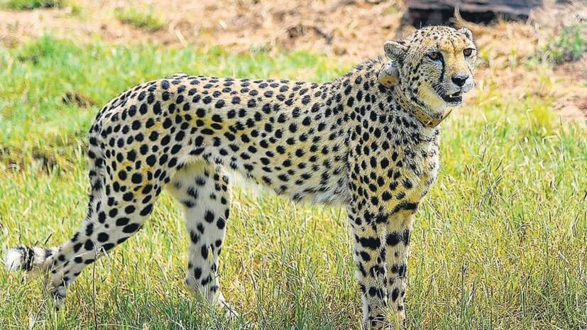 cheetah-asha