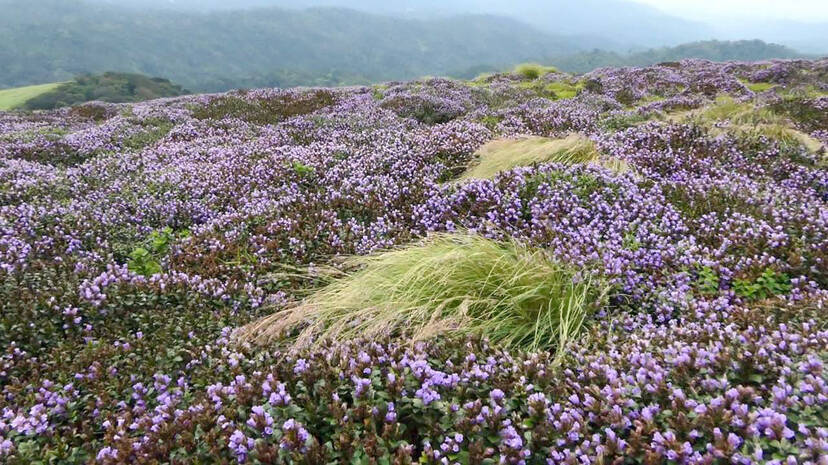 neelakurinji neelakurinji