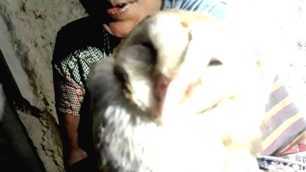 vellimoonga vellimoonga