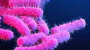 shigella