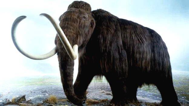 mammoth mammoth