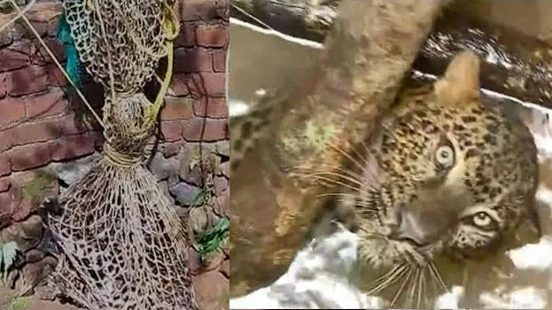 leopard