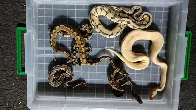 snake