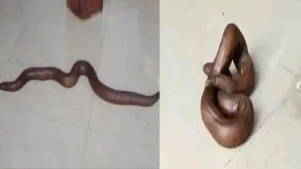 two-headed-snake two-headed-snake