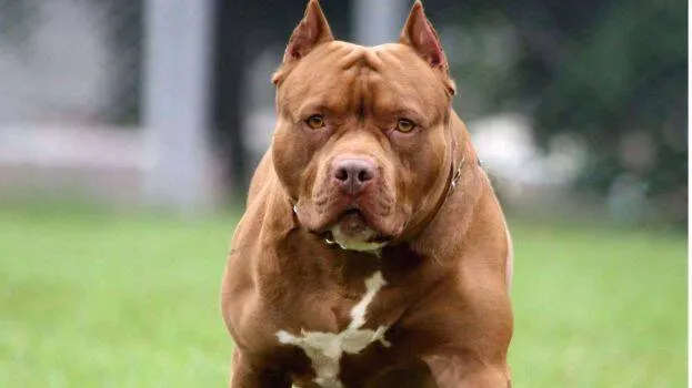 pit-bull