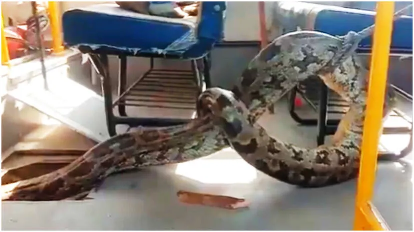 giant-python-school-bus