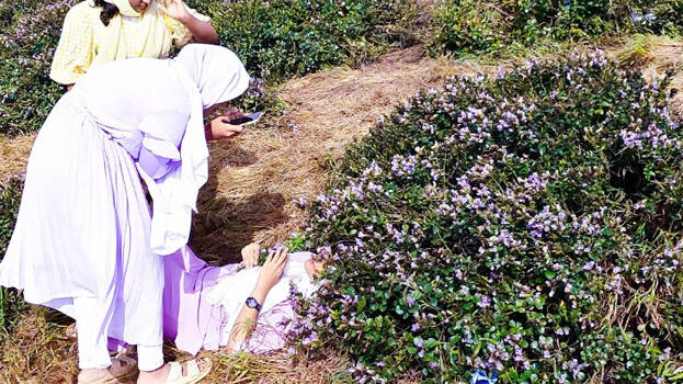 neelakurunji- neelakurunji-