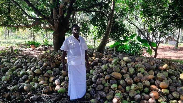 coconut