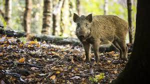 boar