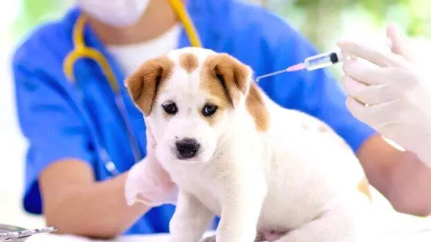 vaccine
