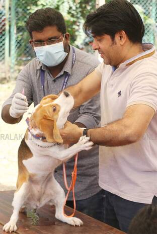 vaccination-for-dogs vaccination-for-dogs