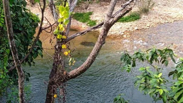 vattakkayam