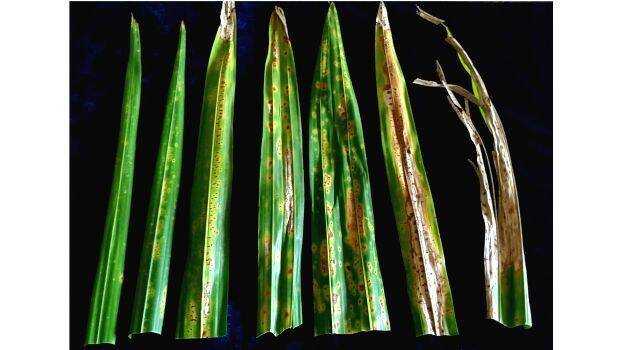 kavungu-ila-karichil kavungu-ila-karichil