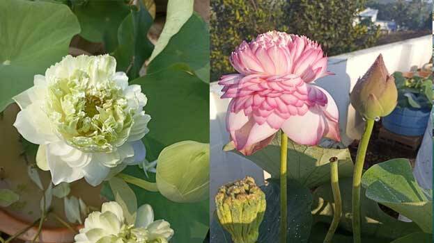 lotus-farming lotus-farming