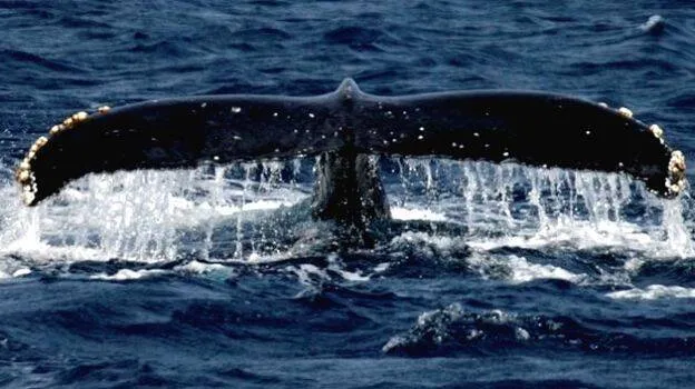 blue-whale